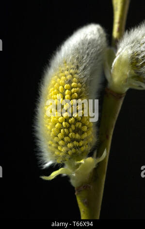 Catkin del salice Foto Stock