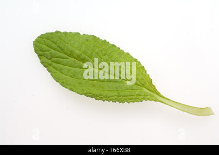 La borragine, stella fiore, bee pane [borragine officinalis / Echium amoenum] Foto Stock