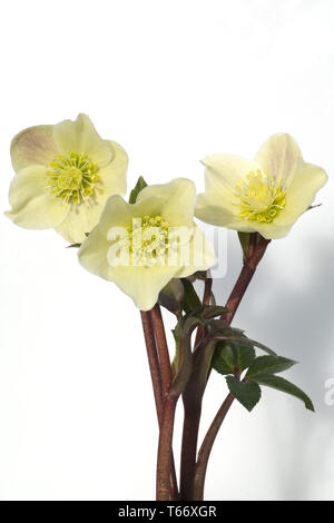 Rosa di Natale, Helleborus niger Foto Stock