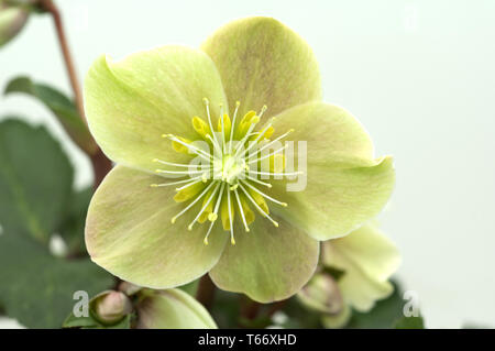 Rosa di Natale, Helleborus niger Foto Stock