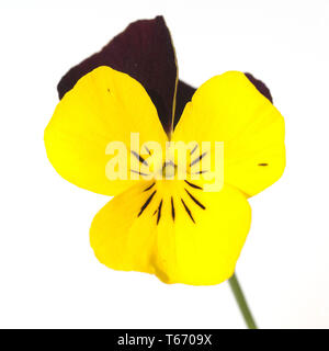 Pansies, viola tricolore Foto Stock