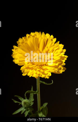Tagete comune [Calendula officinalis] Foto Stock