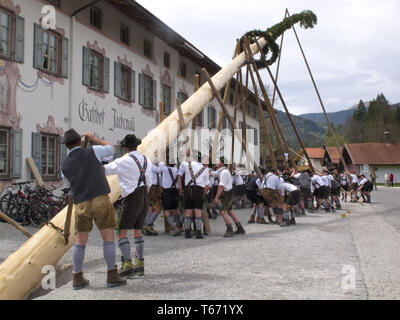 Impostazione del Maipole, una tradizione bavarese, Germania Foto Stock