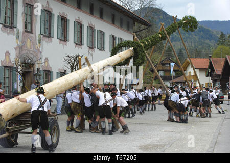 Impostazione del Maipole, una tradizione bavarese, Germania Foto Stock