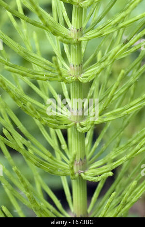 Comune di equiseto o campo di equiseto, Equisetum arvense Foto Stock