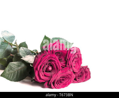Rose rosse sul bianco. Sfondo di vacanza per le mamme il giorno 8 marzo, compleanno, Valentines, Wedding Foto Stock