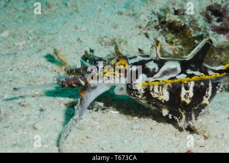 Un estremamente velenose Pfeffer il flamboyant seppie (Metasepia pfefferi) ha appena preso un gambero, Panglao, Filippine Foto Stock