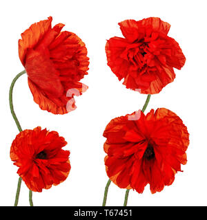 Set di singolo fiori di papavero isolati su sfondo bianco. Foto Stock