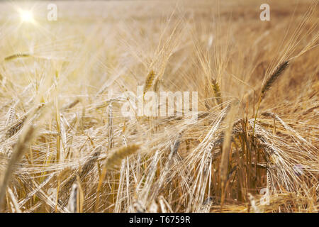 Orzo, Hordeum vulgare Foto Stock