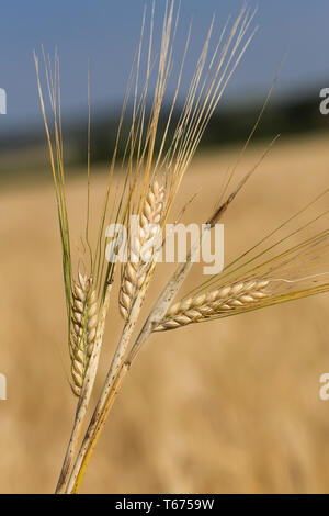 Orzo, Hordeum vulgare Foto Stock