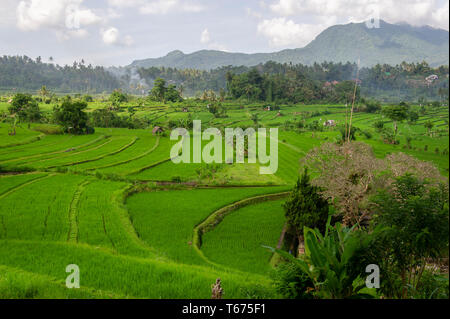 Terrazze di riso in Bali Orientale, Indonesia Foto Stock