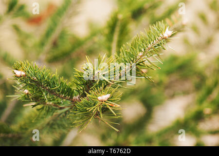 Ramo verde del pino. Close up foto. Foto Stock