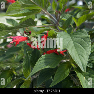 Ananas salvia [Salvia rutilans] Foto Stock