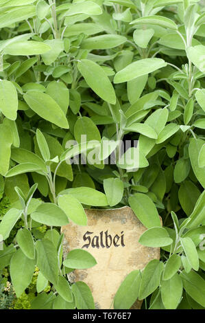 Comune di salvia, Salvia officinalis Foto Stock