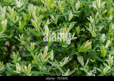 Salix integra giardino decorativo bianco di piante e foglie verdi Foto Stock