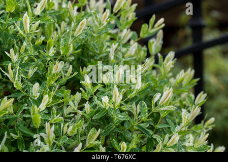 Salix integra giardino decorativo bianco di piante e foglie verdi Foto Stock