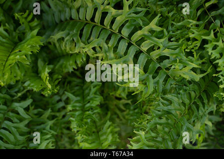 Bella Nephrolepis Exaltata piante in vaso Foto Stock