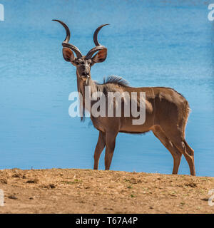 Kudu maggiore nel parco nazionale di Kruger, Sud Africa Foto Stock