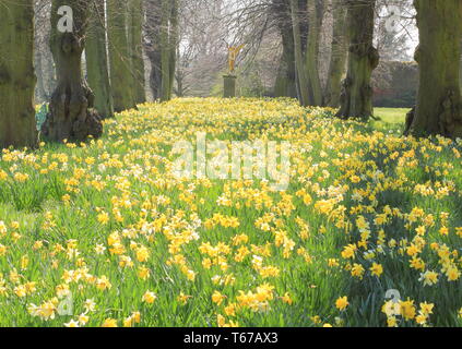 Giunchiglie in Lime Avenue guardando l angelo della Fama statua a Renishaw Hall, vicino a Sheffield, Derbyshire,l'Inghilterra, Regno Unito - Marzo Foto Stock