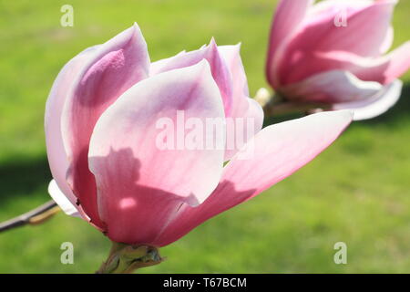 Magnolia 'Todd Gresham'. Un ibrido Gresham magnolia in fiore - primavera, REGNO UNITO Foto Stock