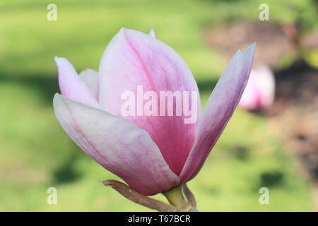 Magnolia 'Todd Gresham'. Un ibrido Gresham magnolia in fiore - primavera, REGNO UNITO Foto Stock
