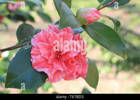 Camellia japonica "sangue della Cina; forma bicolore. Il doppio di blumi di Camellia il sangue della Cina" in primavera, UK. Chiamato anche Camellia Victor Emmanuel Foto Stock