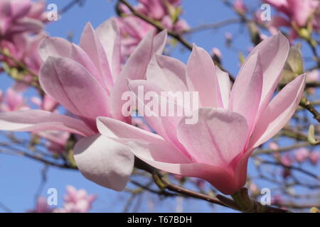 Magnolia 'Heaven Scent' fioritura in primavera (fine marzo), Inghilterra, Regno Unito. Modulo Gas Anestetici Foto Stock