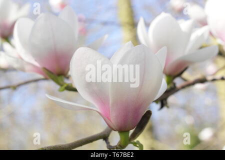 Magnolia 'ilky modo". Rosa arrossì di blumi di Magnolia via lattea in primavera, UK. Modulo Gas Anestetici Foto Stock