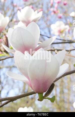 Magnolia 'via Lattea' magnolia fiorisce. Fiori rosa arrossati della via Lattea Magnolia in primavera, Regno Unito. MODULO GAS ANESTETICI Foto Stock