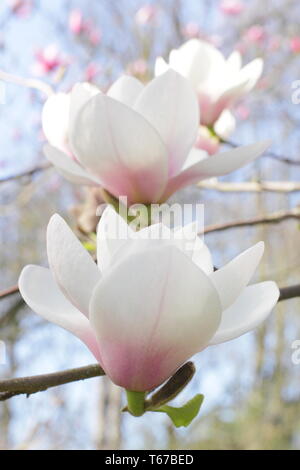 Magnolia 'ilky modo". Rosa arrossì di blumi di Magnolia via lattea in primavera, UK. Modulo Gas Anestetici Foto Stock