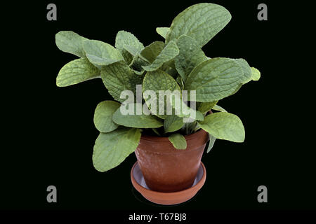 La borragine, stella fiore, bee pane [borragine officinalis / Echium amoenum] Foto Stock