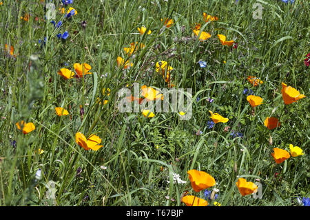Centrale Europea Prato di fiori selvaggi, Germania meridionale Foto Stock
