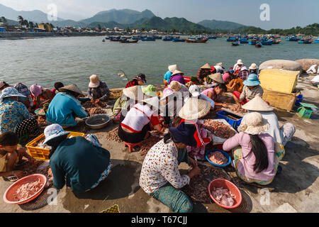 Lavoratori a bordo dell'acqua a Nha Trang shell porto gamberetti introdotti dalla flotta peschereccia visto in lontananza Foto Stock
