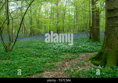 Un percorso nel bosco con tappeti delle Bluebells e giacinti selvatici Foto Stock