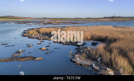 Colonia di gabbiani nel Delta del Danubio, Romania Foto Stock