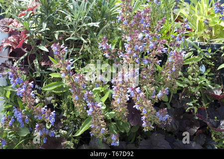 Comune di salvia, Salvia officinalis Foto Stock