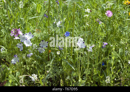 Centrale Europea Prato di fiori selvaggi, Germania meridionale Foto Stock