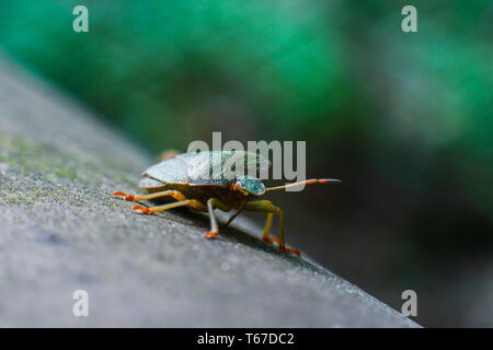 Macro shot del sud scudo verde bug (Nezara viridula). Foto Stock