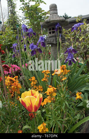 Iris, tulipani & wallflowers in primavera Foto Stock