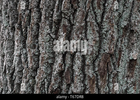 Corteccia di albero texture. Sfondo di legno. È possibile creare texture. Altamente dettagliate di corteccia di albero texture. Perfetta di corteccia di albero dello sfondo. Brown piastrellabile texture o Foto Stock