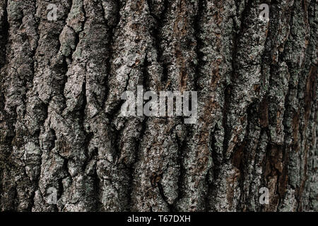 Corteccia di albero texture. Sfondo di legno. È possibile creare texture. Altamente dettagliate di corteccia di albero texture. Perfetta di corteccia di albero dello sfondo. Brown piastrellabile texture o Foto Stock