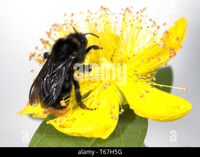 Red-tailed bumblebee [Bombus lapidarius] Foto Stock