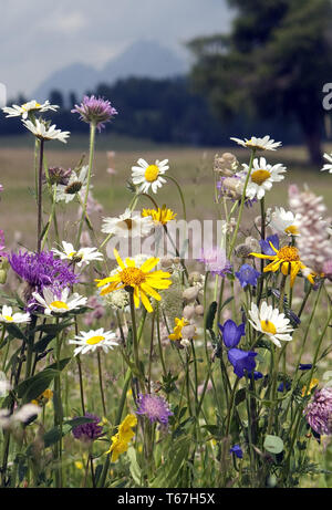 Centrale Europea Prato di fiori selvaggi, Germania meridionale Foto Stock