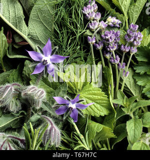 La borragine, stella fiore, bee pane [borragine officinalis / Echium amoenum] Foto Stock