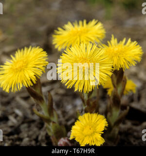 Coltsfoot, foalfoot, horsefoot (Tussilago farfara) Foto Stock