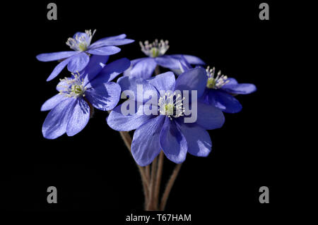Kidneywort o Liverleaf [Hepatica nobilis, Anemone acutiloba) Foto Stock