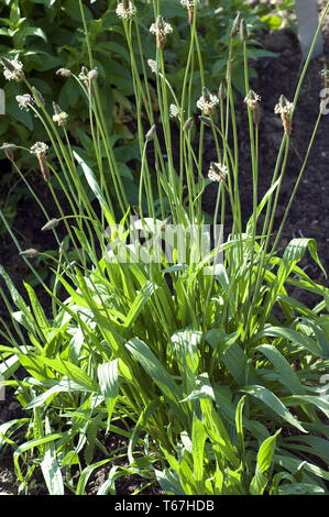 Ribwort, planzago lanceolata, Germania Foto Stock