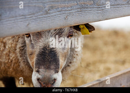 Pecore guardando avanti da recinzione Foto Stock