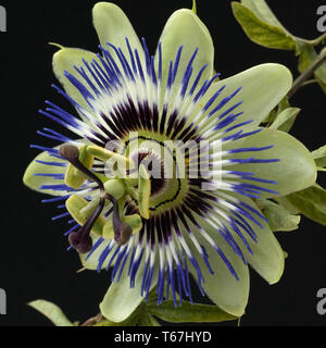 Fiore della passione (Passiflora) Foto Stock