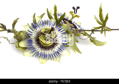 Fiore della passione (Passiflora) Foto Stock